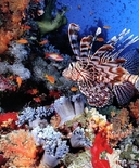 Red Sea
