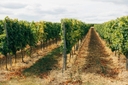 Sula Vineyards