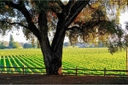 Healdsburg Plaza