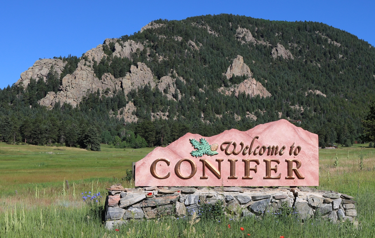 Conifer