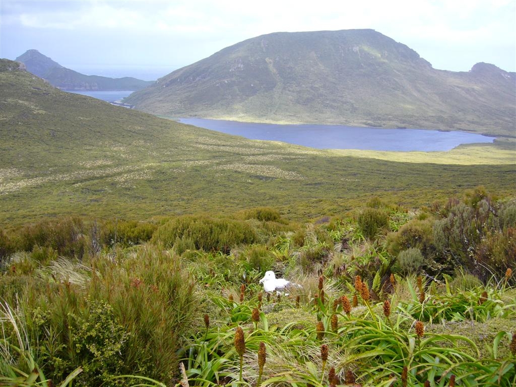 Campbell Island