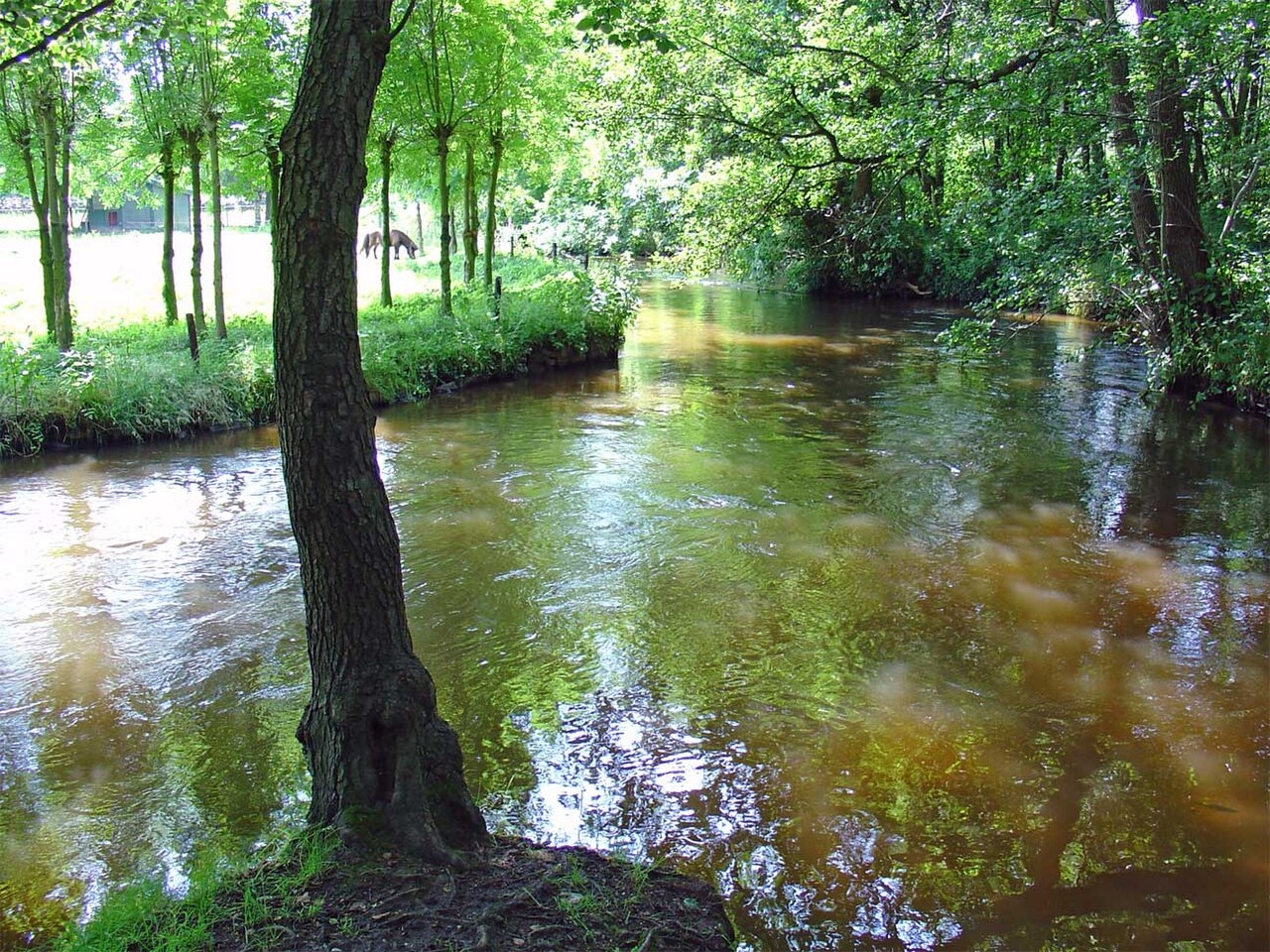 Swalmen
