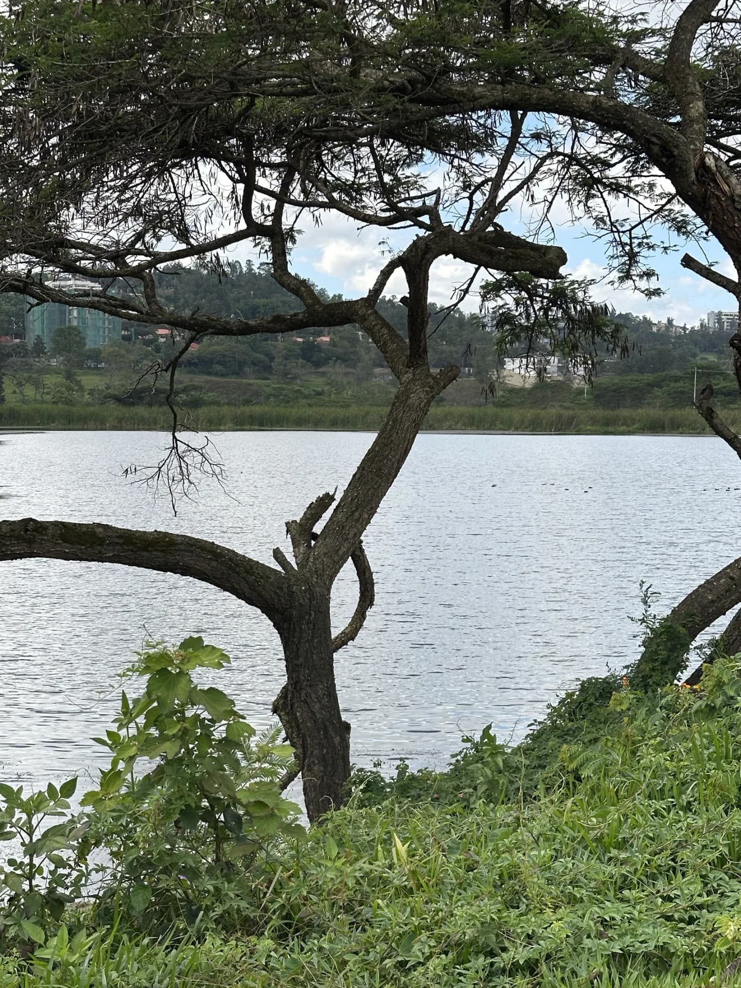Nyarutarama Lake · photograph 1