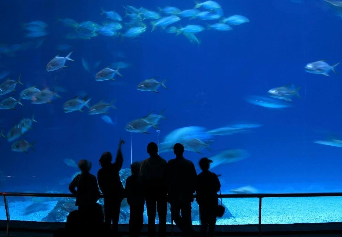 https://media-cdn.tripadvisor.com/media/attractions-content--1x-1/0b/27/54/c7.jpg