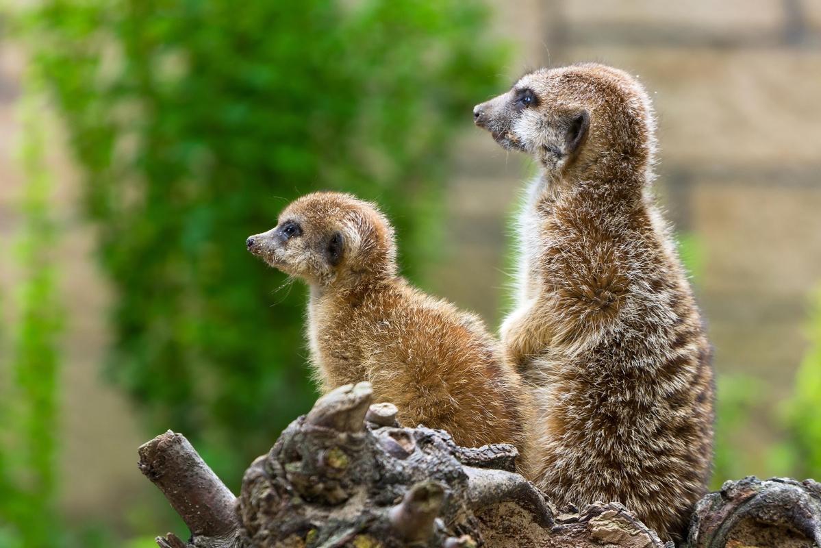 https://media-cdn.tripadvisor.com/media/attractions-content--1x-1/0b/27/68/1a.jpg