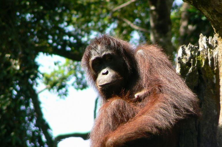 https://media-cdn.tripadvisor.com/media/attractions-content--1x-1/0b/27/6a/8b.jpg