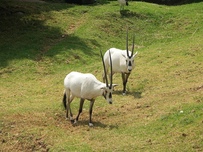 https://media-cdn.tripadvisor.com/media/attractions-content--1x-1/0b/27/6e/0f.jpg
