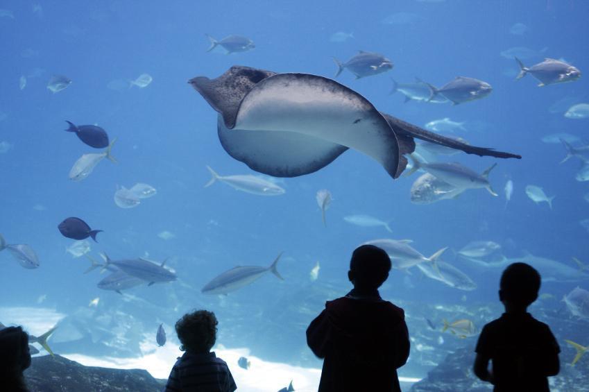 https://media-cdn.tripadvisor.com/media/attractions-content--1x-1/0b/27/88/36.jpg
