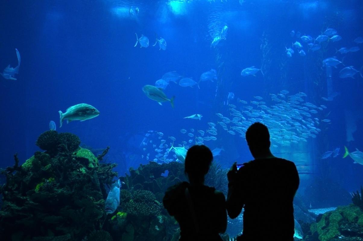 https://media-cdn.tripadvisor.com/media/attractions-content--1x-1/0b/2c/ef/7c.jpg
