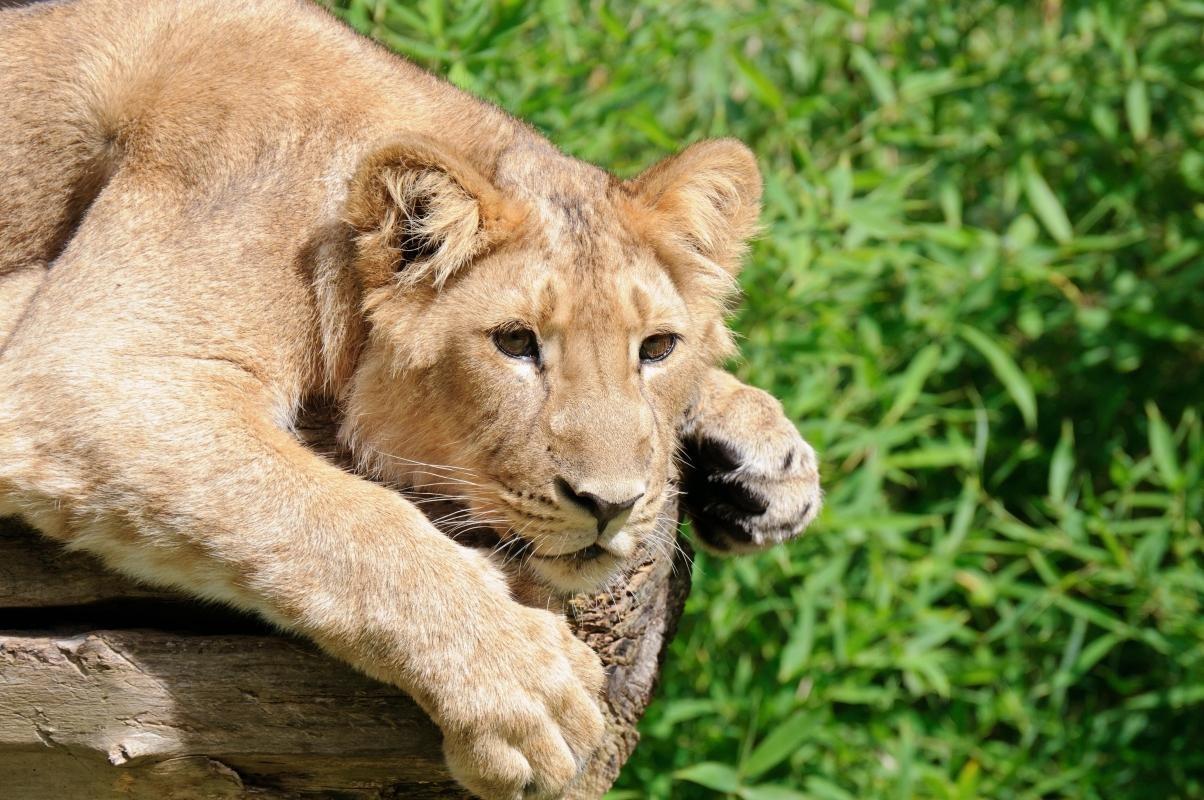 https://media-cdn.tripadvisor.com/media/attractions-content--1x-1/0b/2c/f3/4e.jpg