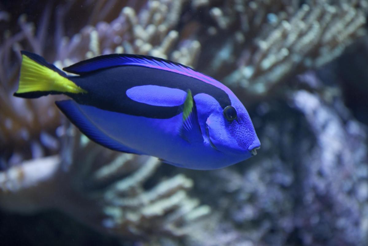 https://media-cdn.tripadvisor.com/media/attractions-content--1x-1/0b/2d/03/44.jpg