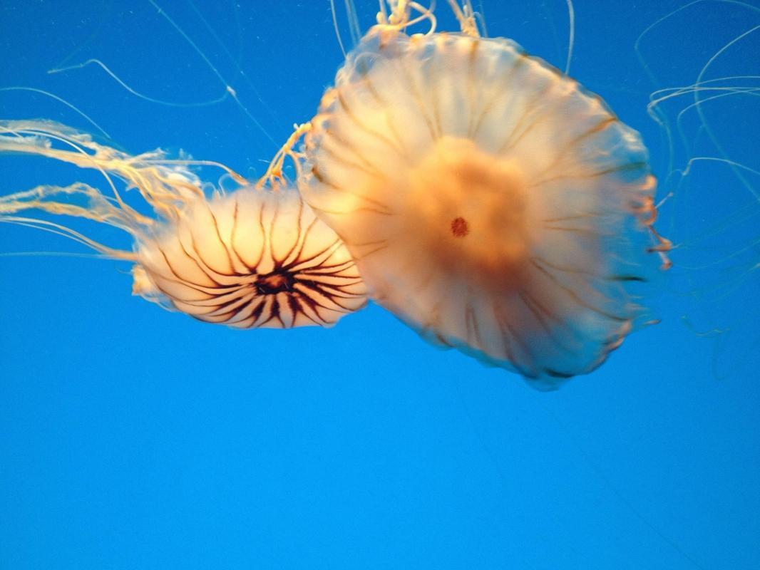 https://media-cdn.tripadvisor.com/media/attractions-content--1x-1/0b/2d/0e/97.jpg