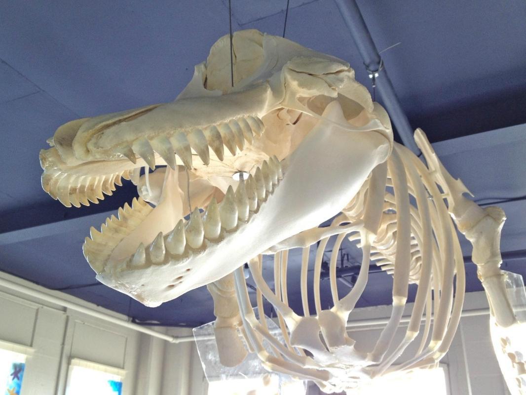 https://media-cdn.tripadvisor.com/media/attractions-content--1x-1/0b/39/83/9d.jpg