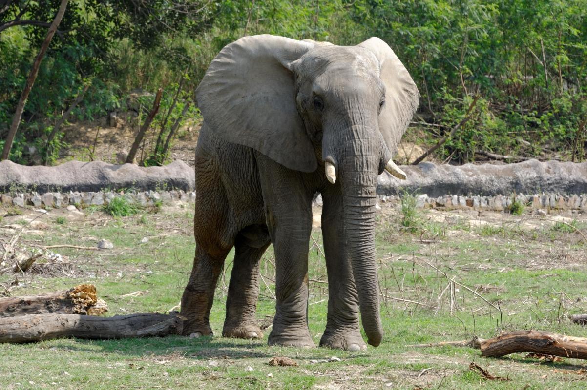 https://media-cdn.tripadvisor.com/media/attractions-content--1x-1/0b/39/93/73.jpg