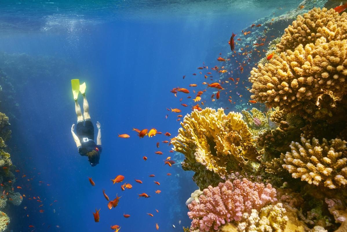 https://media-cdn.tripadvisor.com/media/attractions-content--1x-1/0b/39/9b/86.jpg