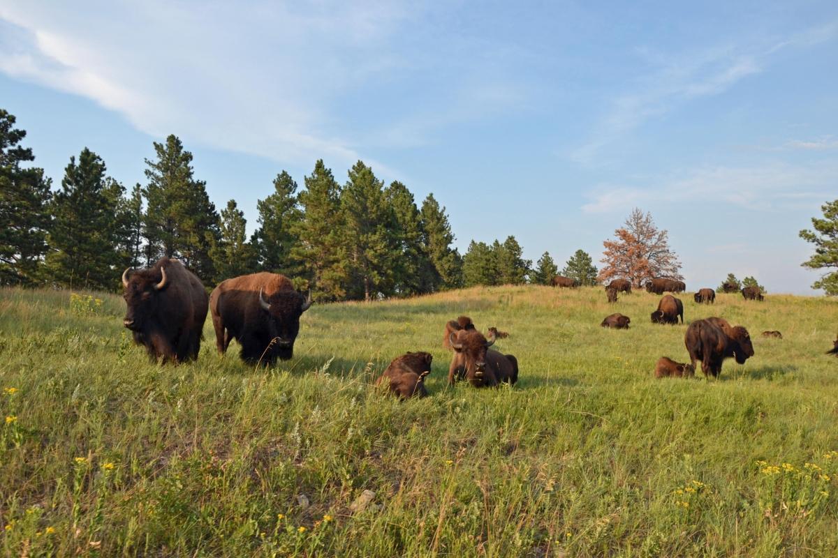 https://media-cdn.tripadvisor.com/media/attractions-content--1x-1/0b/39/9b/89.jpg