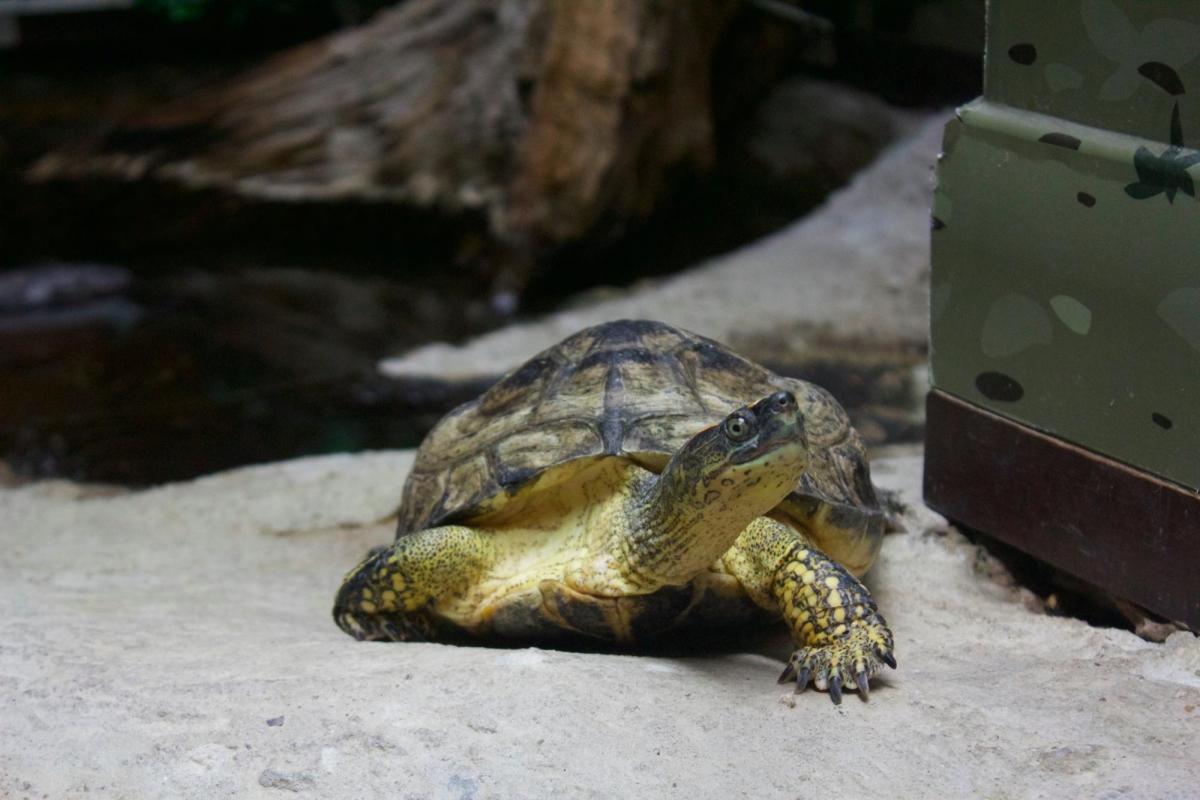 https://media-cdn.tripadvisor.com/media/attractions-content--1x-1/0b/39/a0/59.jpg