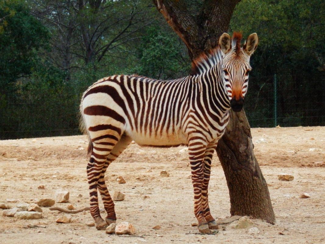 https://media-cdn.tripadvisor.com/media/attractions-content--1x-1/0b/39/b2/f6.jpg
