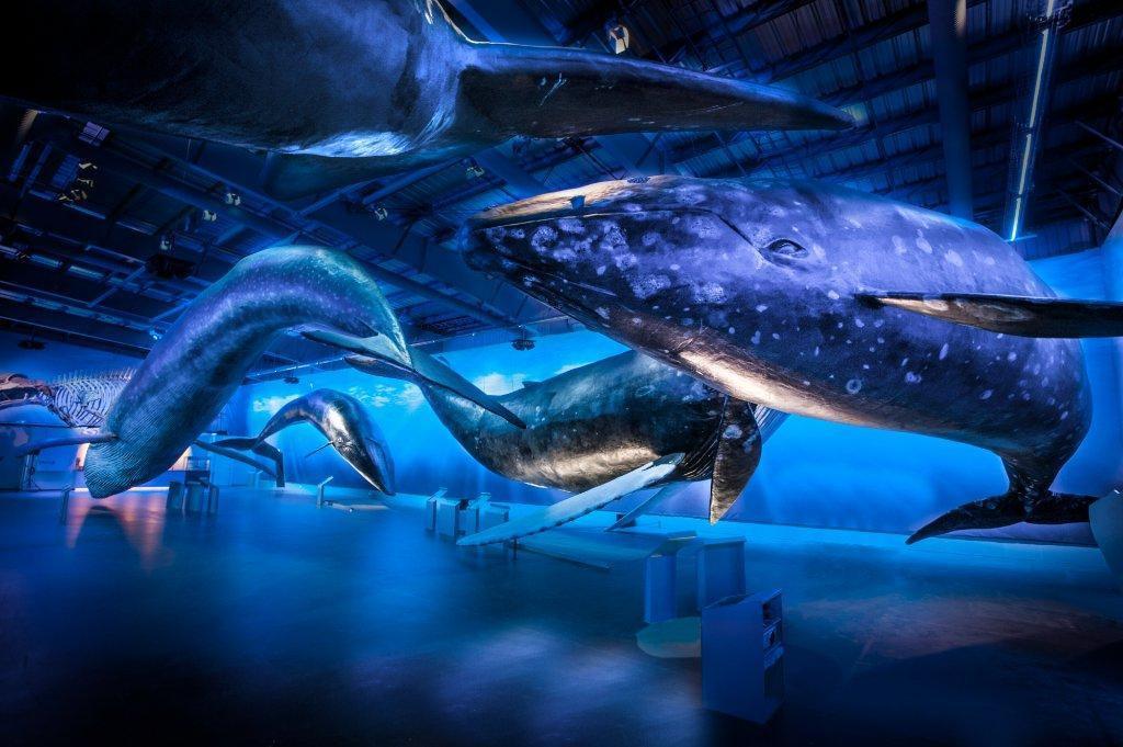 https://media-cdn.tripadvisor.com/media/attractions-content--1x-1/0b/39/b5/4b.jpg