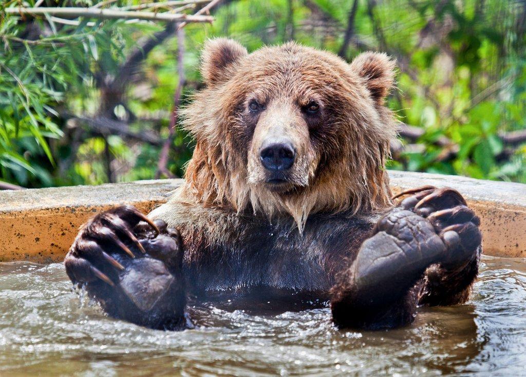 https://media-cdn.tripadvisor.com/media/attractions-content--1x-1/0b/39/bb/85.jpg