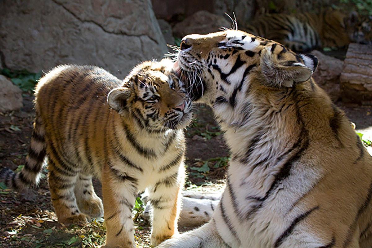 https://media-cdn.tripadvisor.com/media/attractions-content--1x-1/0b/a9/e3/3d.jpg
