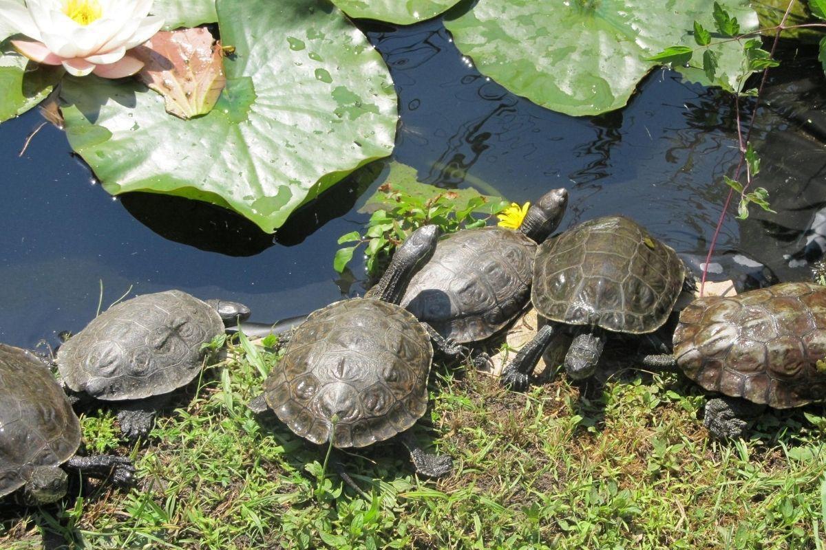 https://media-cdn.tripadvisor.com/media/attractions-content--1x-1/0b/e2/6a/b8.jpg