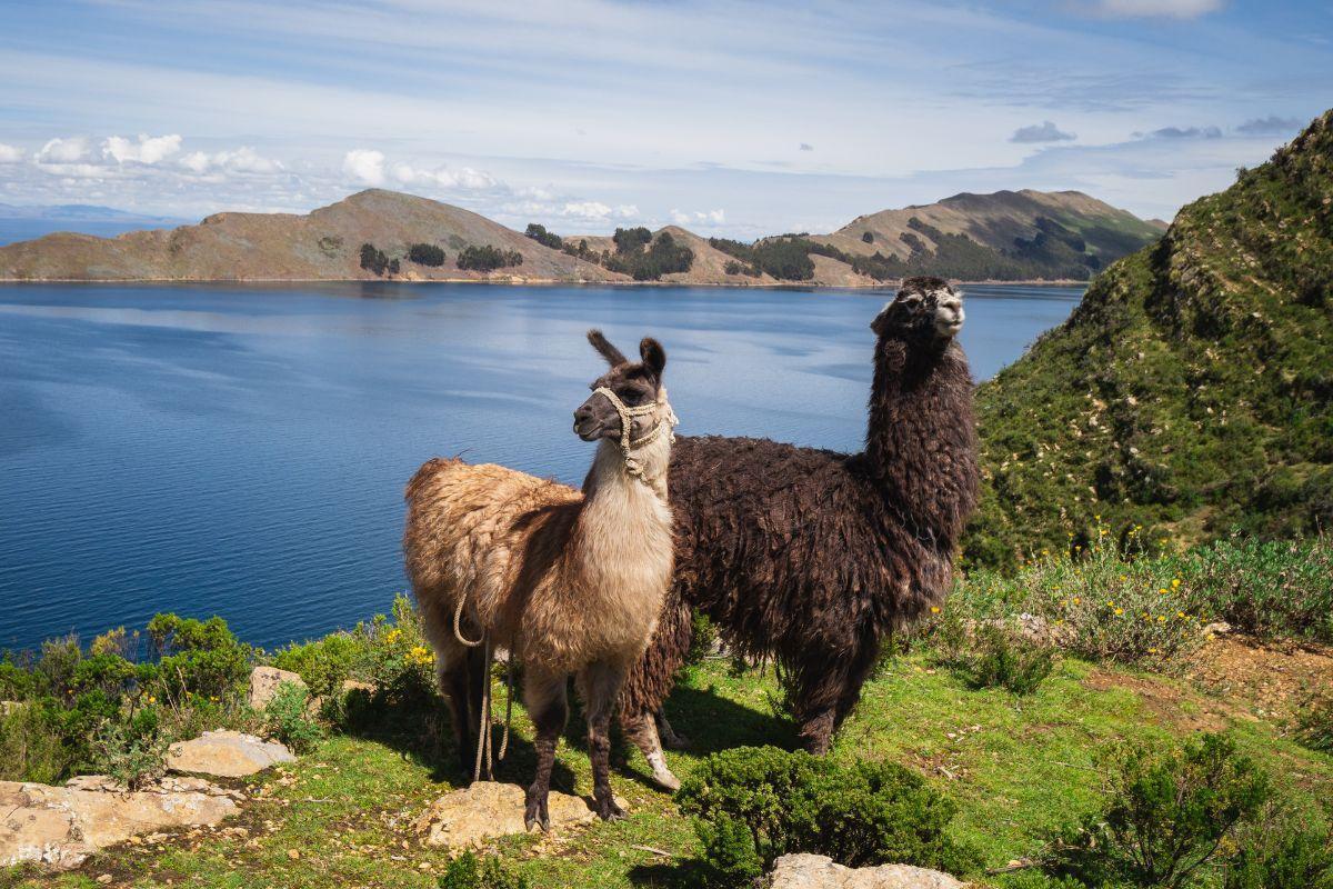 https://media-cdn.tripadvisor.com/media/attractions-content--1x-1/12/3f/59/e0.jpg