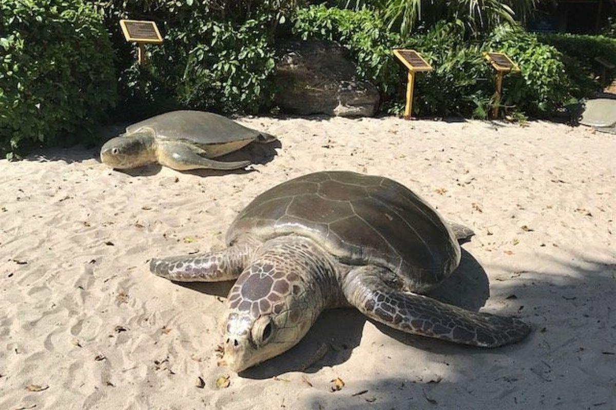 https://media-cdn.tripadvisor.com/media/attractions-content--1x-1/13/18/67/bd.jpg