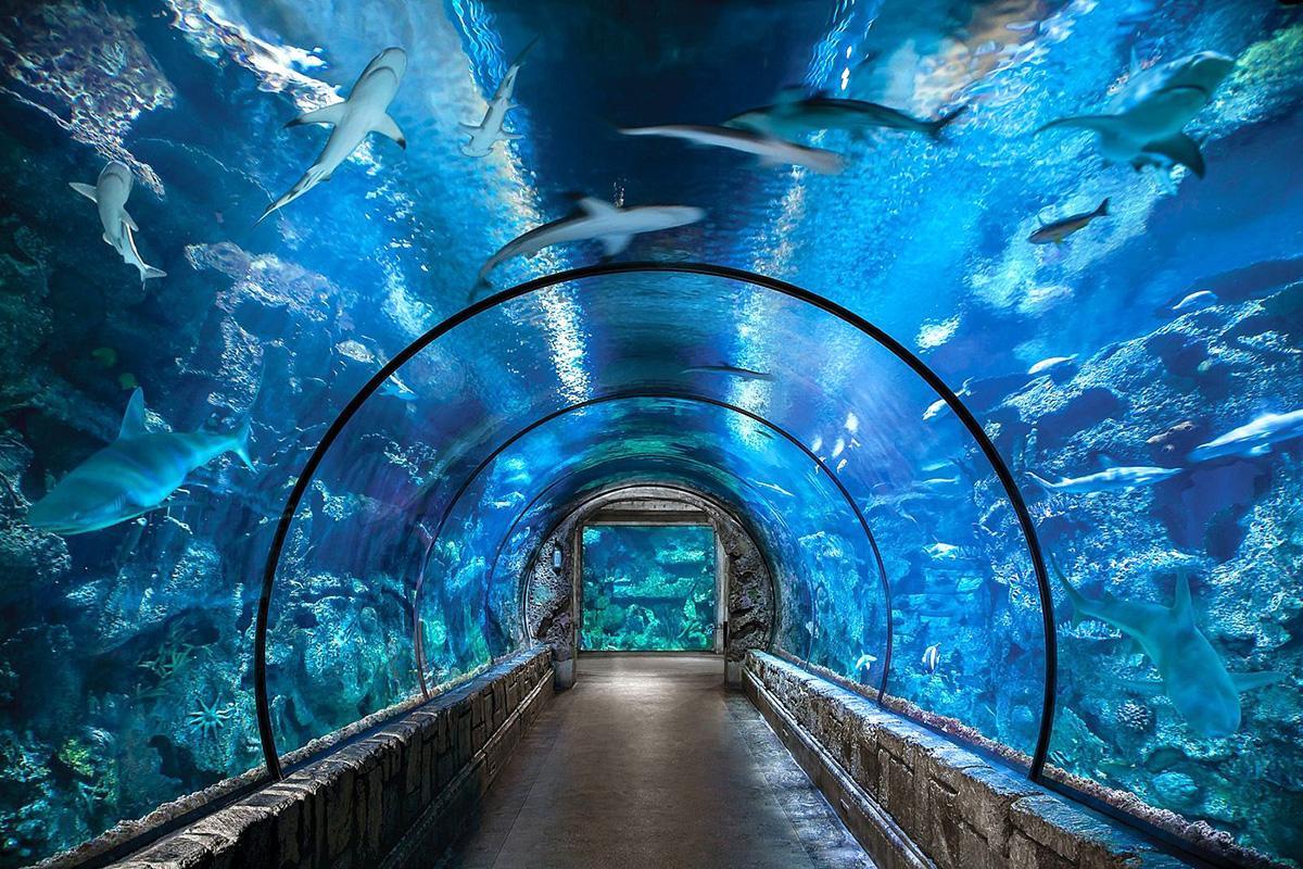 https://media-cdn.tripadvisor.com/media/attractions-content--1x-1/14/9b/b2/3a.jpg