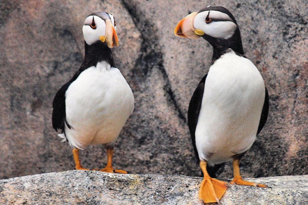 https://media-cdn.tripadvisor.com/media/attractions-content--1x-1/15/71/70/88.jpg