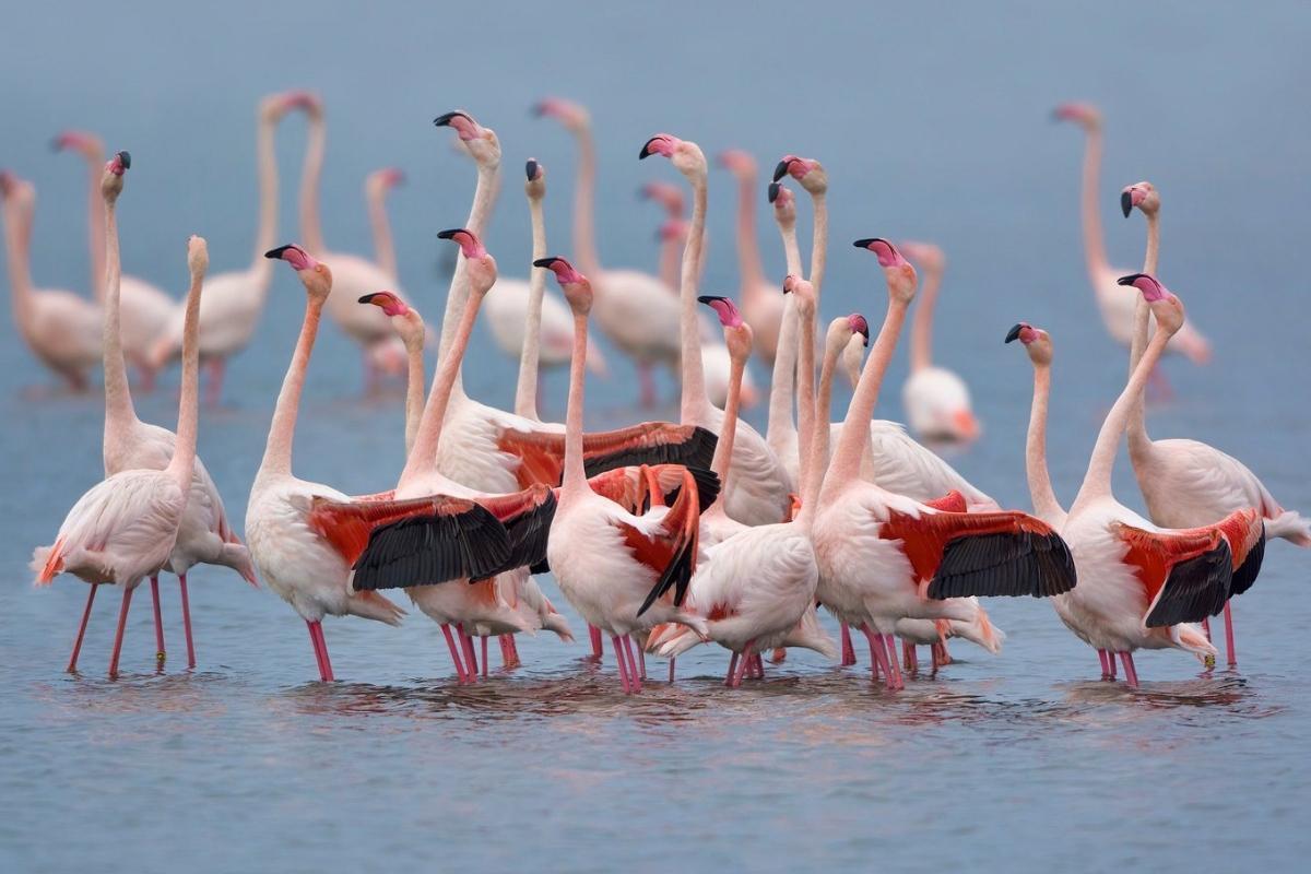 https://media-cdn.tripadvisor.com/media/attractions-content--1x-1/15/71/c0/7e.jpg