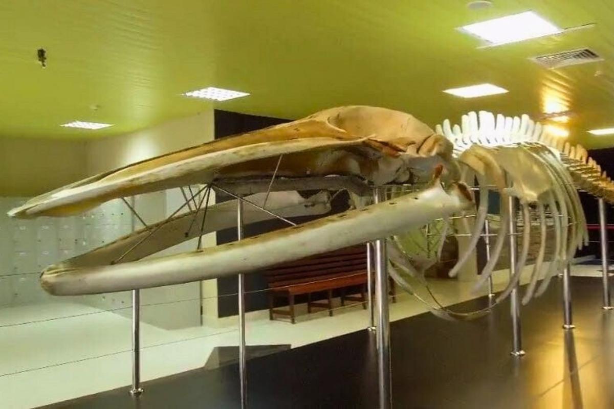 https://media-cdn.tripadvisor.com/media/attractions-content--1x-1/15/72/0d/5f.jpg