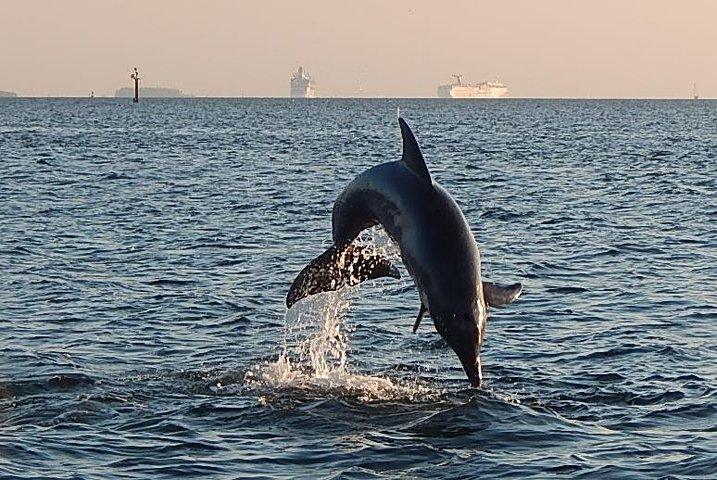 1.5-hour Dolphin Sightseeing Cruise from Tampa