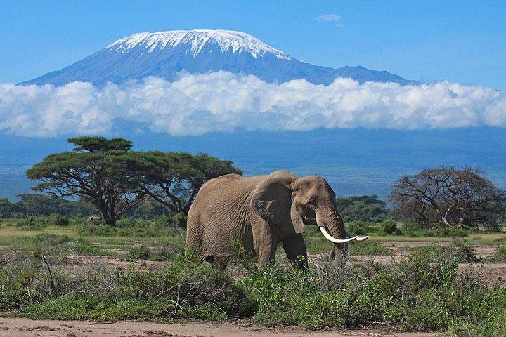 7 Day Maasai Mara, Lake Nakuru, Lake Naivasha and Amboseli Safari
