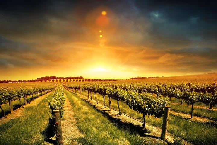 Three Courses Lunch and Wine Tour Through Niagara's Wine Country