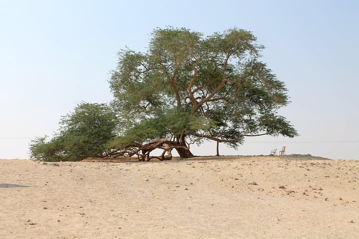 Nature Flora and Fauna Trip from Manama