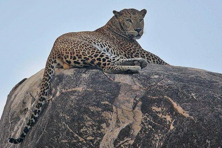 Narlai Leopard Safari and Village Walk with Lunch