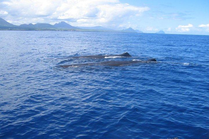 Whale watching