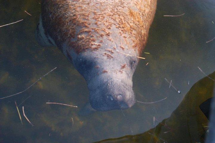 Everglades Small Group Guided Boating & Walking Tour Expedition