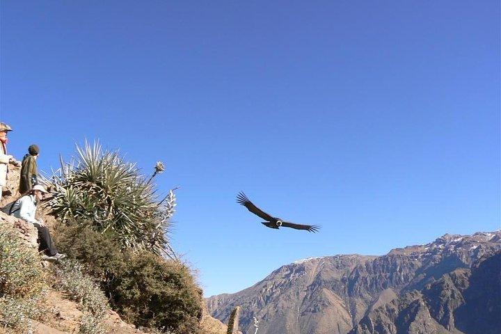 Full Day trip from Arequipa to Colca Canyon ending in Puno