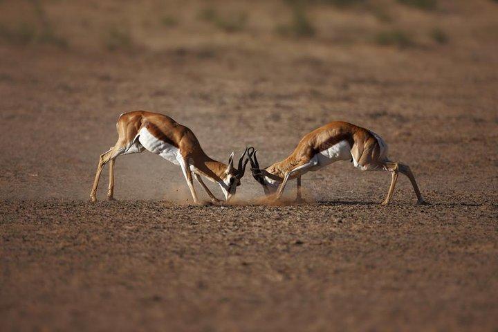 Aquila Big Five Game Reserve Safari with lunch from Cape Town