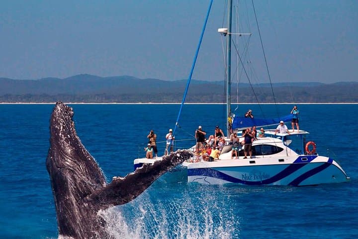 Hervey Bay Exclusive Whale Watch Encounter