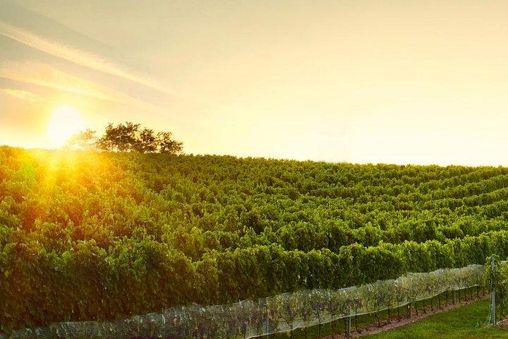 Great Wine Tour in Small Carpathian Hills