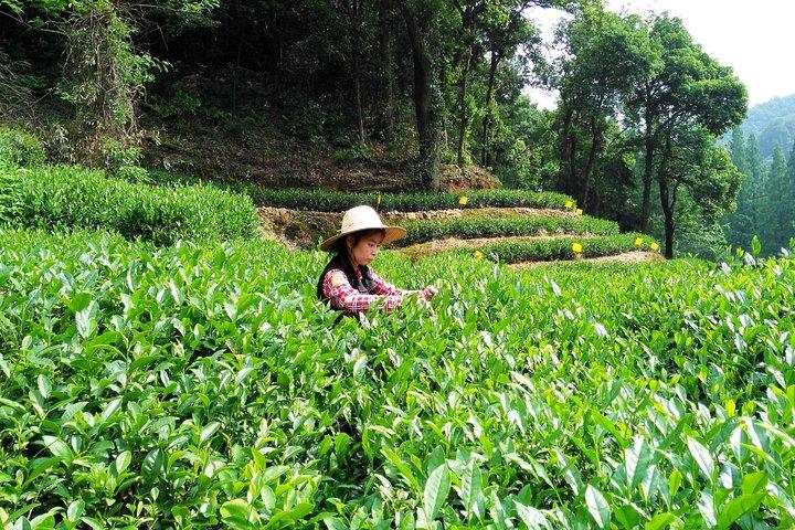 Hangzhou Private Customized Day Trip from Shanghai by Bullet Train
