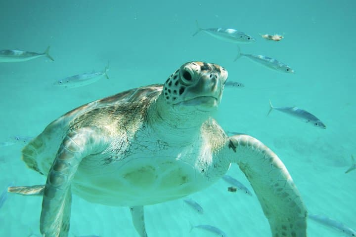 Barbados Turtle and Shipwreck Snorkel Adventure