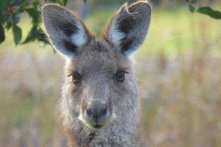 Byron Bay Wildlife Safari