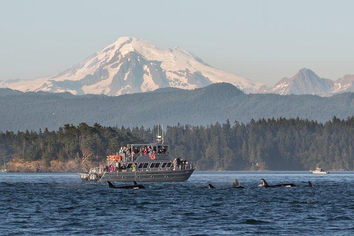 Guaranteed Whale Watching Tour