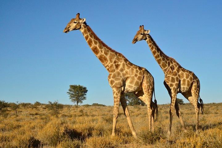 Half Day Safari Tour from Durban