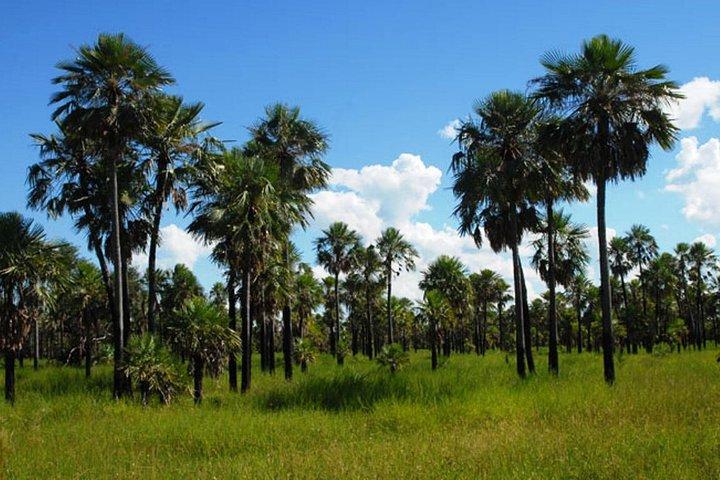 Half-Day Tour to Chaco from Asunción