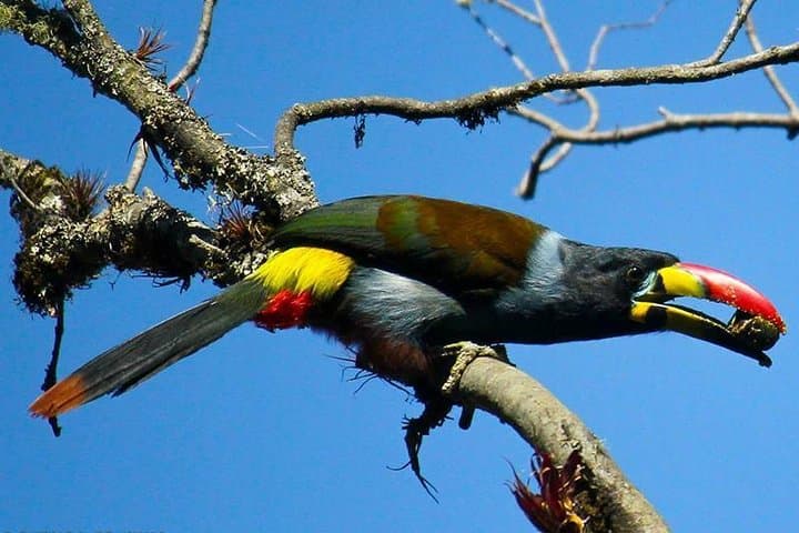 Birdwatching Tour in Cajas National Park from Cuenca